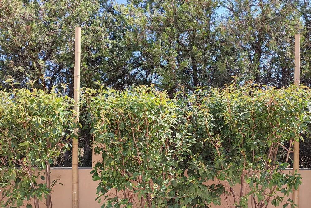Mâts en bambou dans une haie, au jardin